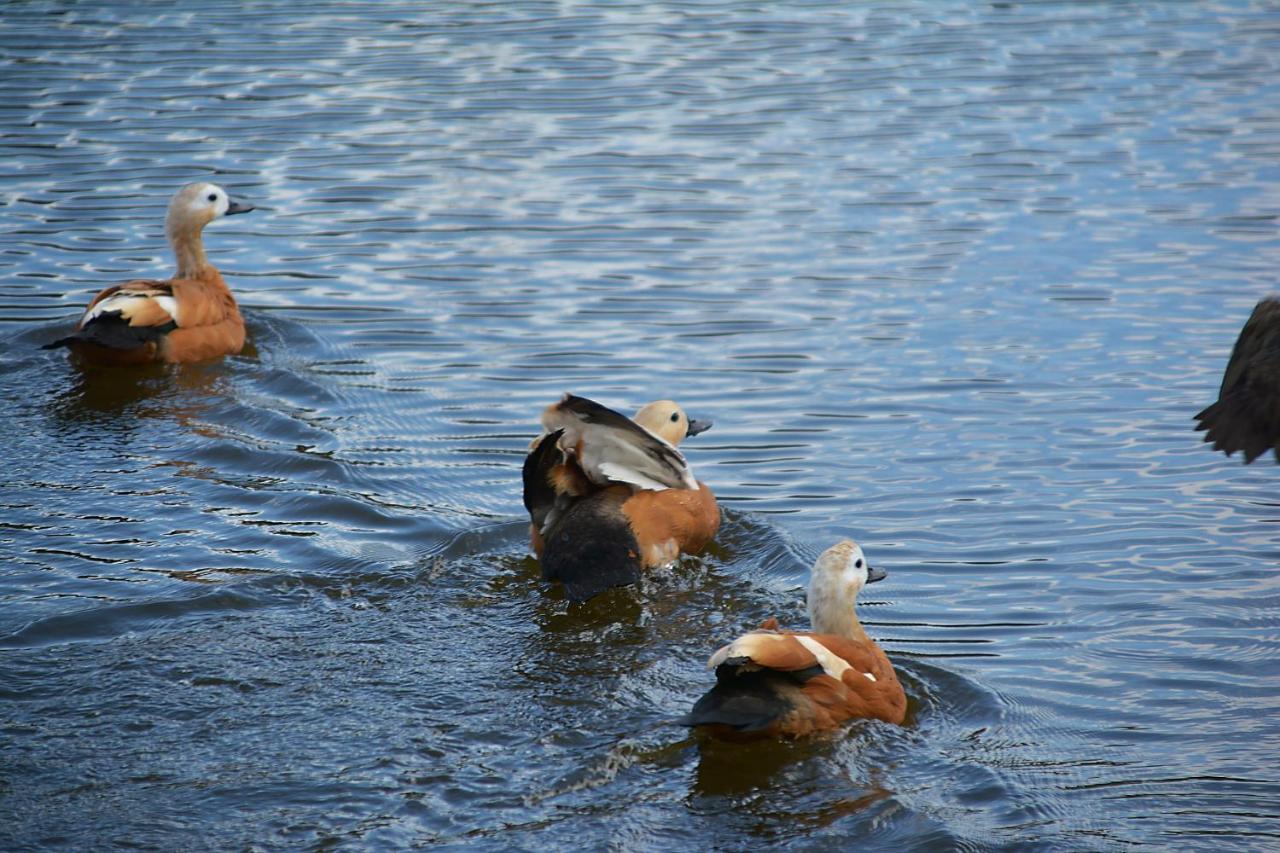 El Jou Nature Sant Corneli Eksteriør billede